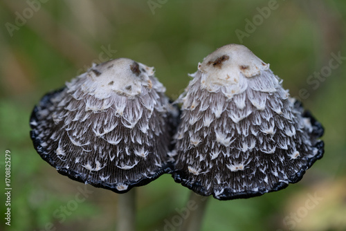 Close-up macro of two shaggy ink cap mushrooms (Coprinus comatus) with textured caps.