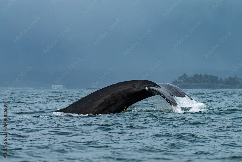 Fototapeta premium humpback whale tail