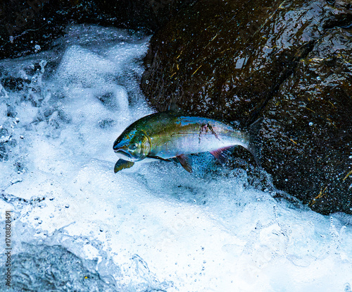 salmon swimming up-stream