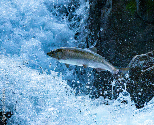 salmon spawning upriver, 