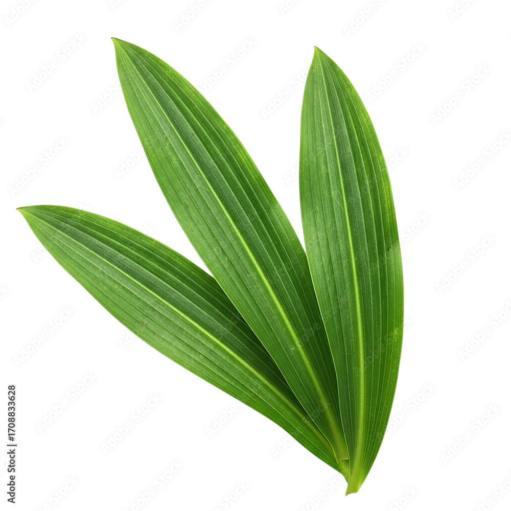 Obraz premium Vivid Green Leaves Cascade Against Black A Natural Symphony of Botany Flora Serenity and on transparent background