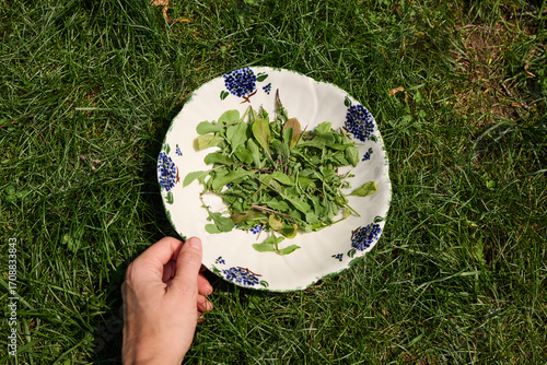 A bowl with freshly picked garden greens 