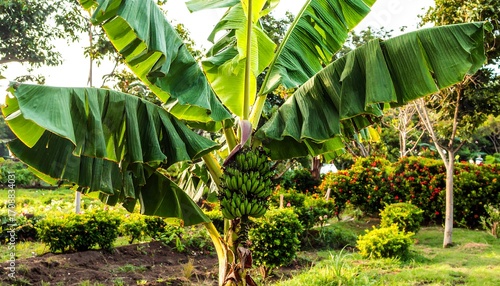 Banana tree with bunch of green bananas in a garden setting