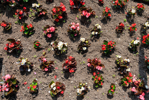 Begonia Flower Bed, Top View