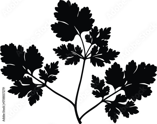 Coriander Plant Silhouette Illustration | Coriander Herb Outline