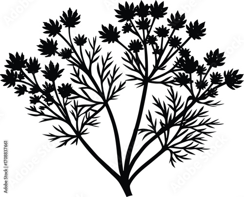 Fennel Plant Silhouette Illustration | Fennel Herb Outline