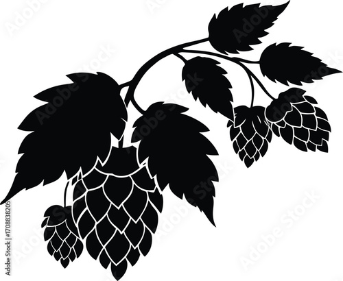 Hops Vine Silhouette Illustration | Hops Plant Outline