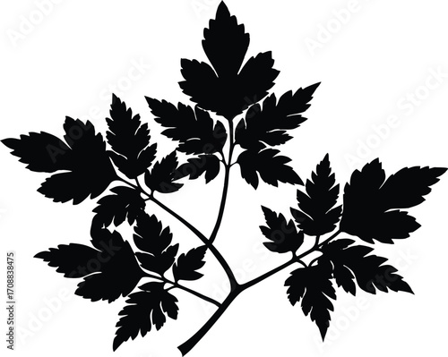 Lovage Sprig Silhouette Illustration | Lovage Herb Outline
