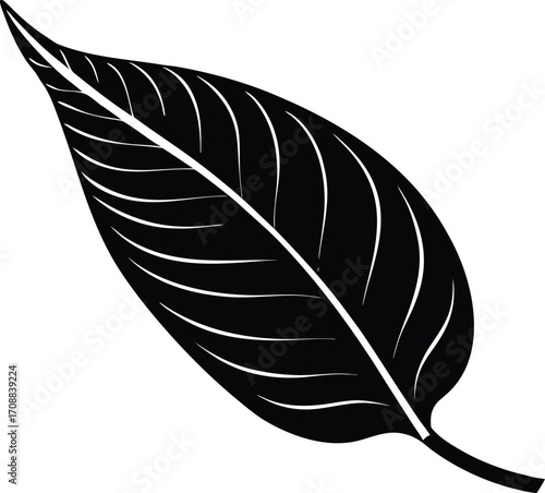 Plantain Leaf Silhouette Illustration | Plantain Leaf Outline