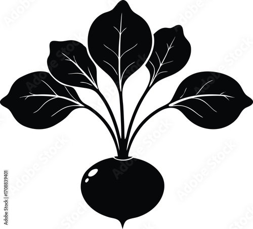 Radish Plant Silhouette Illustration | Radish Vegetable Outline