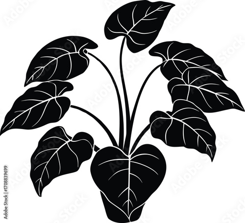 Taro Plant Silhouette Illustration | Taro Root Outline