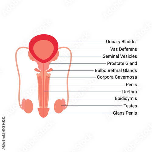Male reproductive and urinary organs  hand drawn vector illustration