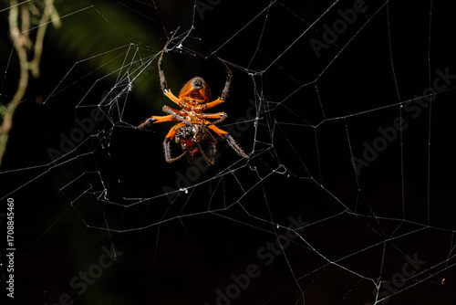 Spider hunting on web