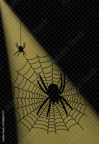 Spider on a web and a descending spider on a web in a ray of light on a transparent background. Vector illustration.