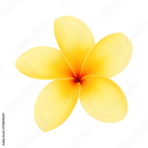 Yellow plumeria flower isolated on transparent background