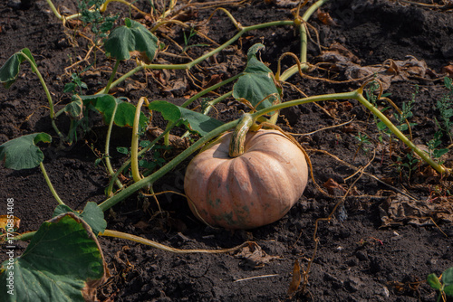 Close-up of a light orange ripe pumpkin resting on its short stem in an open field, symbolizing autumn harvest, organic farming, seasonal produce, traditional Halloween and Thanksgiving decor