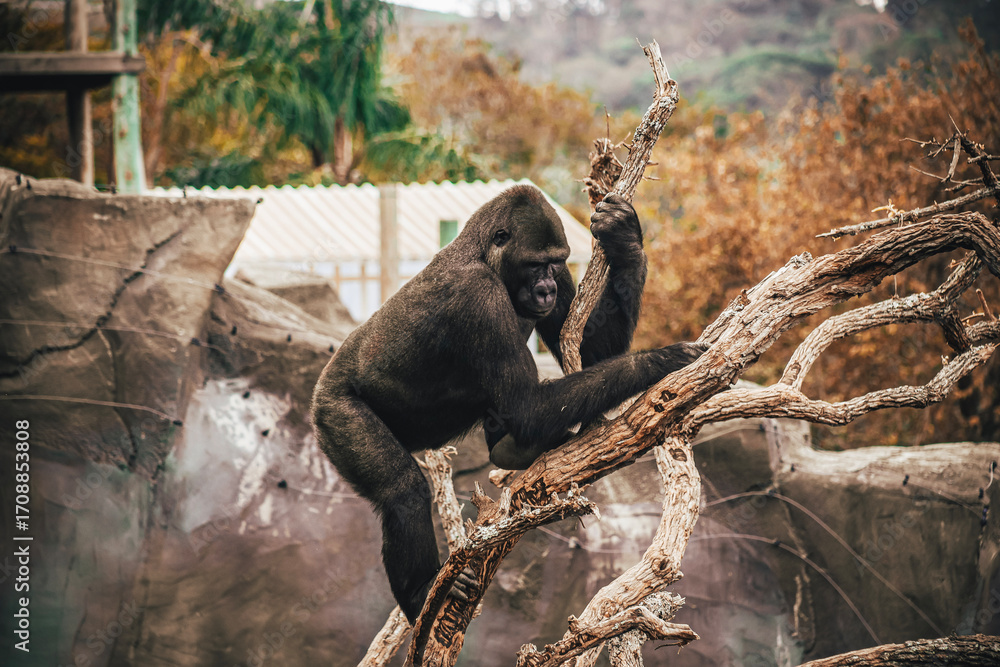 Naklejka premium GORILLA