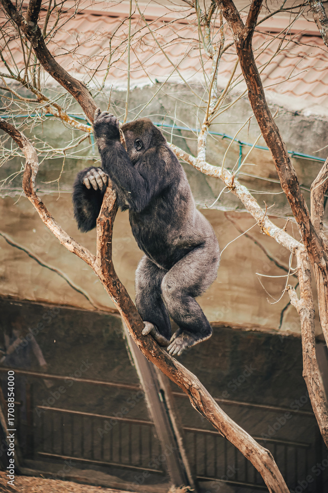 Fototapeta premium GORILLA