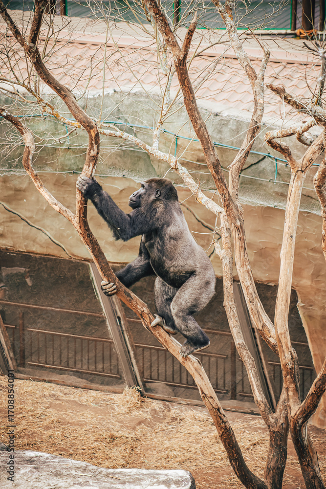 Naklejka premium GORILLA