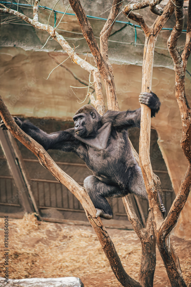 Naklejka premium GORILLA