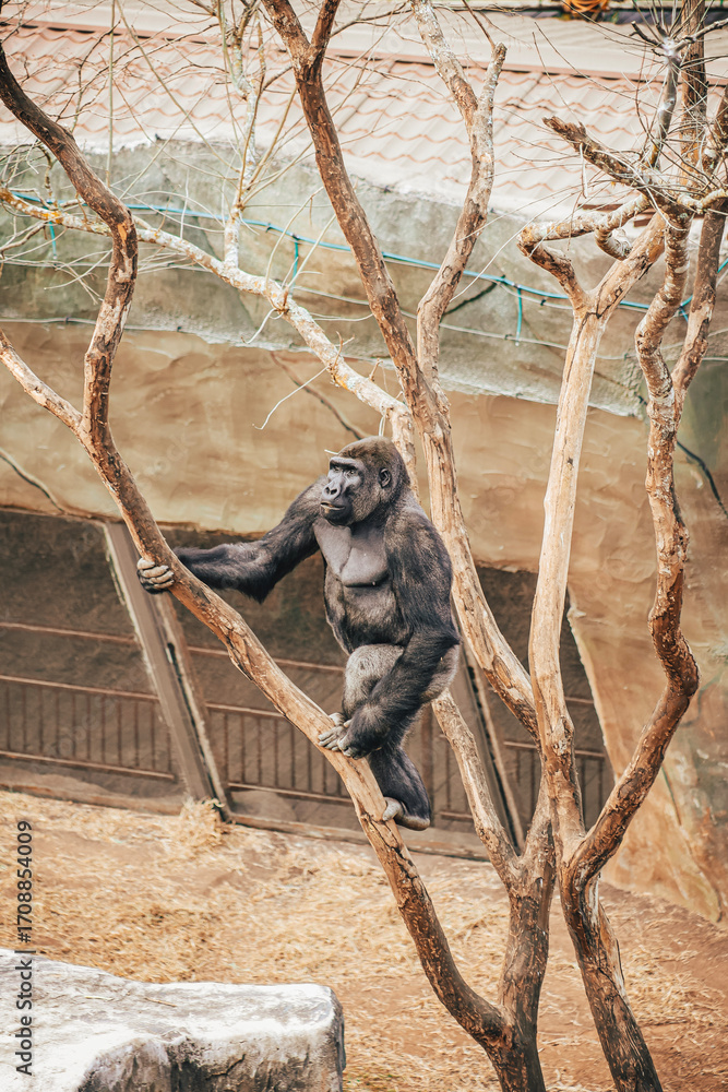 Naklejka premium GORILLA