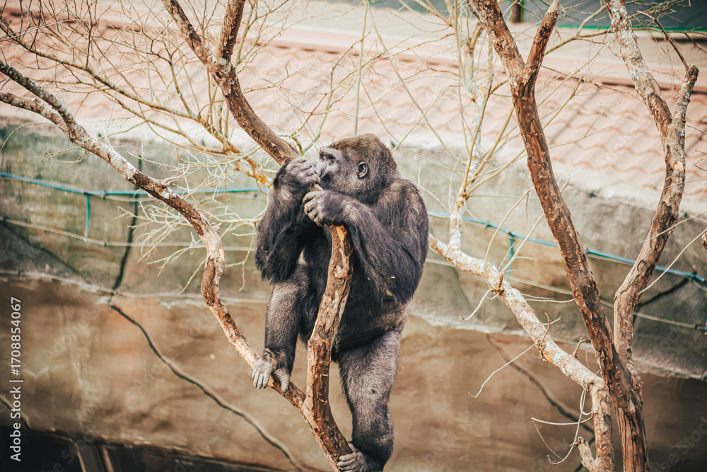 Naklejka premium GORILLA