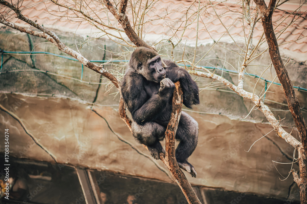 Fototapeta premium GORILLA