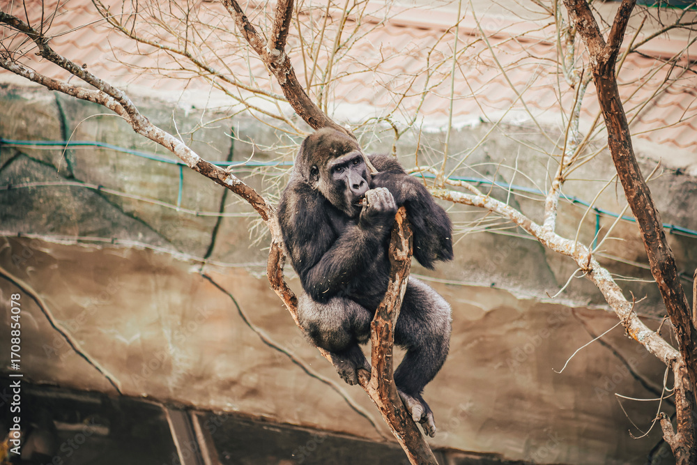 Fototapeta premium GORILLA