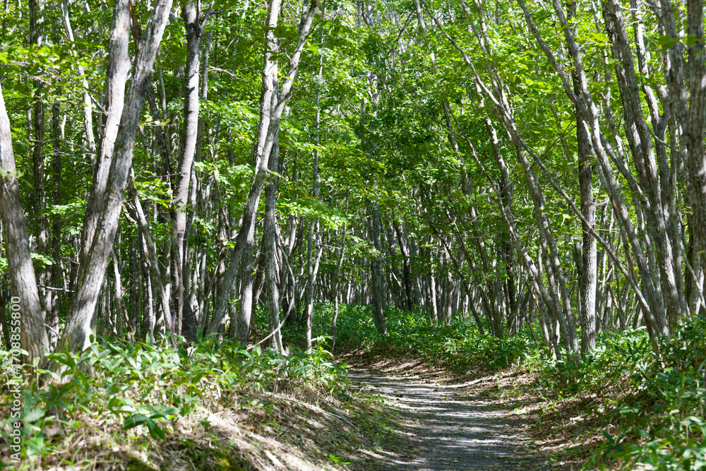 Obraz premium 新緑に包まれた遊歩道