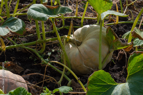 Close-up of a ripe pumpkin symbolizing abundant autumn harvest in a rural field, representing organic farming, seasonal food, agriculture, natural produce, Halloween and Thanksgiving traditions