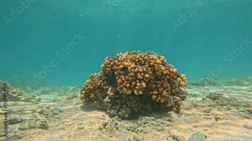Wallpaper Mural Vibrant Coral Head and Tropical Fish on Sandy Bottom in Fiji Torontodigital.ca