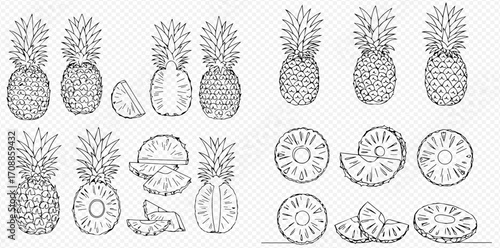 A collection of hand-drawn pineapple illustrations, showing whole fruits, cross-sections, rings, and wedges in a sketch style.