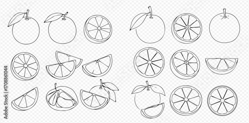A collection of hand-drawn outline illustrations of oranges, showing whole fruit, halves, slices, and wedges.