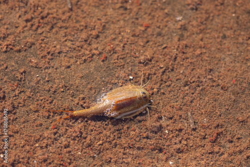 A triops swims in a  very shallow ephemeral pool with air bubbles sticking to the back of its carapace on a sunny late summer day in Utah USA.