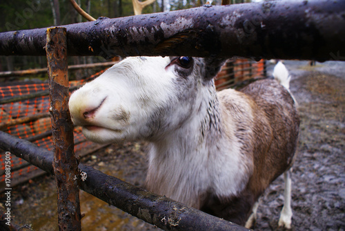 Reindeer in a zoo, caribou in North America, wild animal, nature.