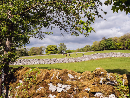 Pastoral scene with stone walls and cows