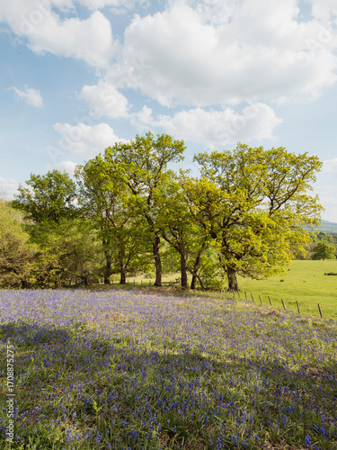 Wallpaper Mural Meadow with bluebell flowers and trees Torontodigital.ca