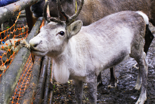 Reindeer in a zoo, caribou in North America, wild animal, nature.