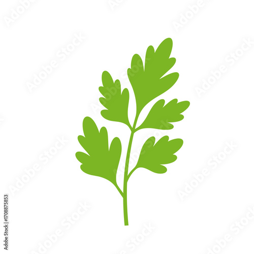 Fresh green cilantro leaf isolated on white background  