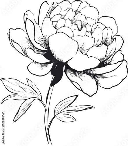 Peony flower sketch hand drawn botanical line art with leaves — stock vector