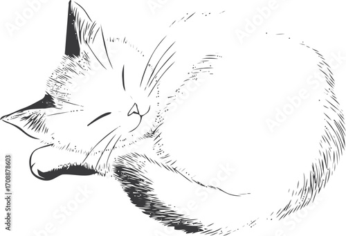 Cat sleeping sketch, hand drawn curled up feline resting peacefully — stock vector