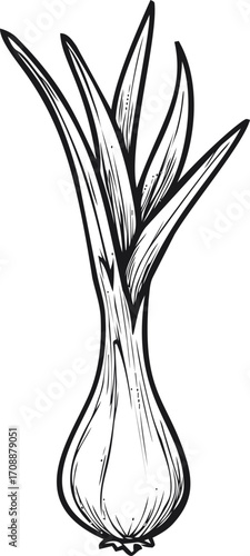 Green onion sketch hand drawn vegetable with bulb and long leaves — stock vector