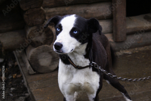 Norwegian mix sled dog e, man's best friend, pet.