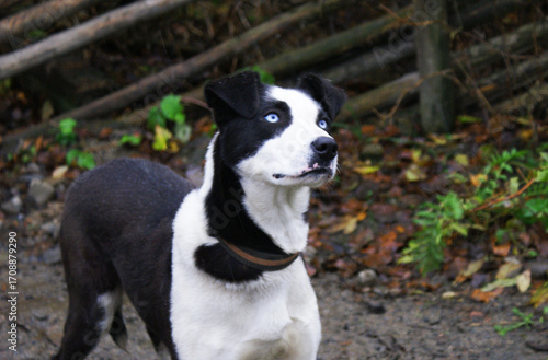 Norwegian mix sled dog e, man's best friend, pet.