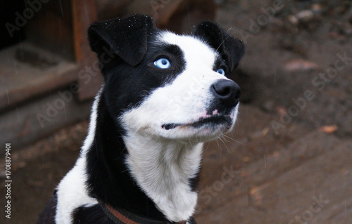 Norwegian mix sled dog e, man's best friend, pet.