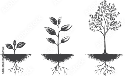 Plant growth stages sketch, hand drawn, seedling to mature tree with roots — stock vector