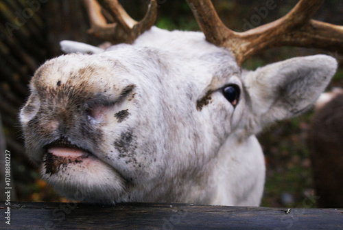 Reindeer in a zoo, caribou in North America, wild animal, nature.