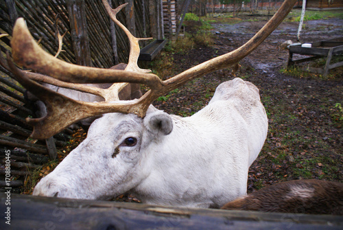 Reindeer in a zoo, caribou in North America, wild animal, nature.