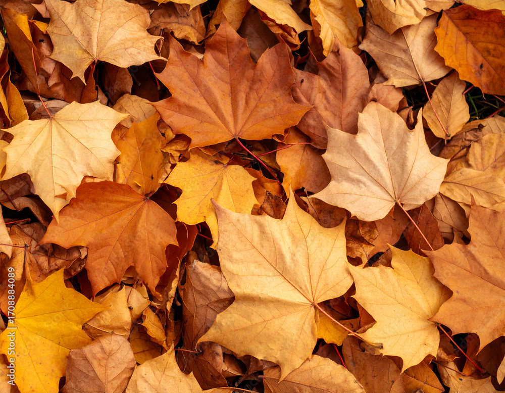 Fototapeta premium Vibrant Autumn Maple Leaves Blanket Ground in Warm, Earthy Tones.