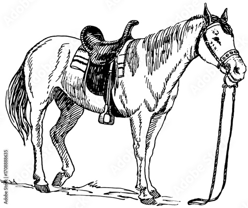 horse and rider